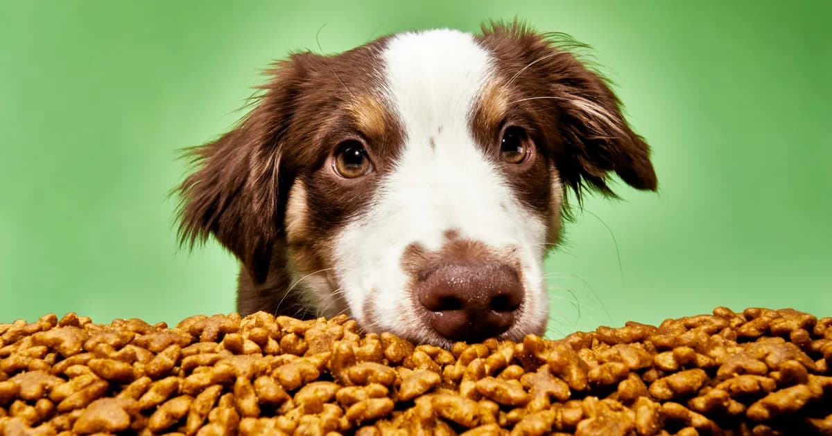 DOG FOOD