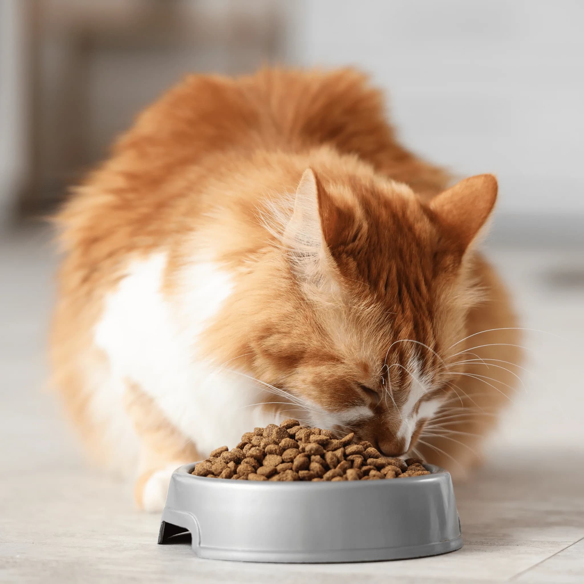 CAT FOOD