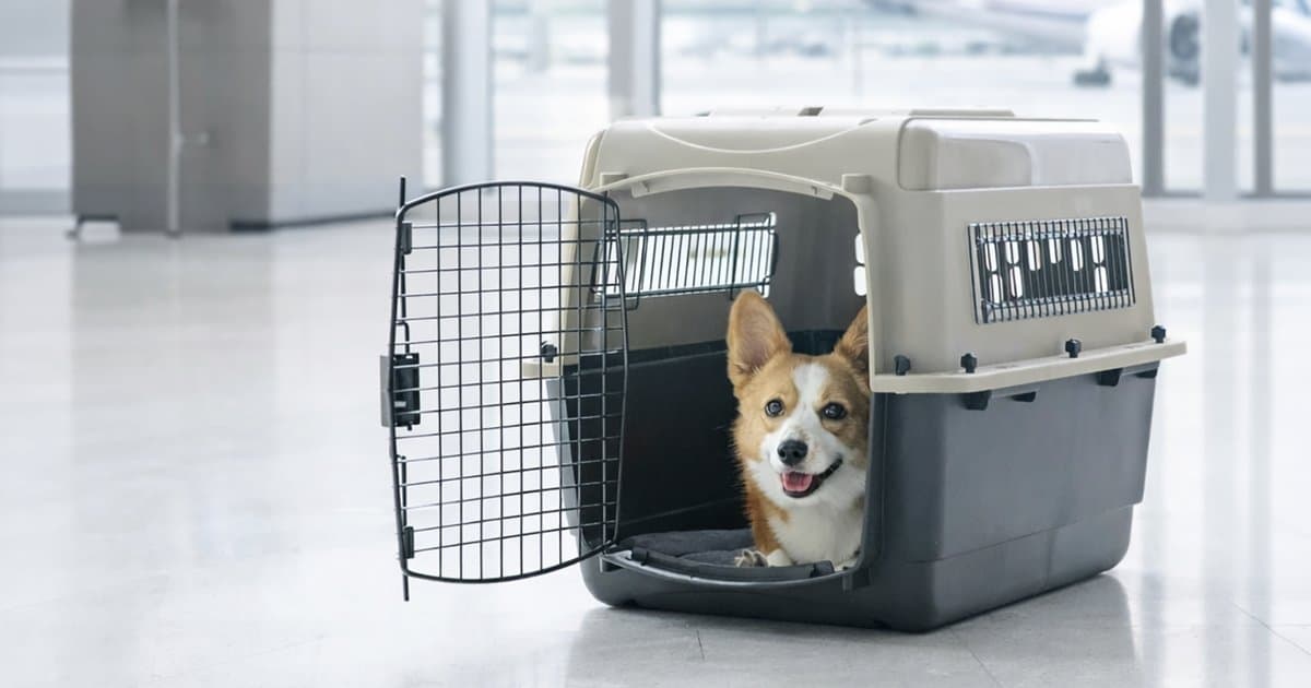 IATA CRATE L100 — view 3