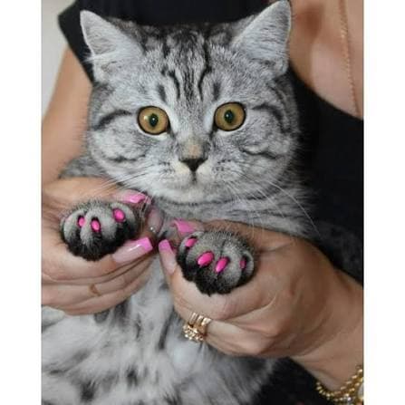 Cat nail covers