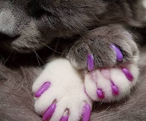 Cat nail covers — view 2