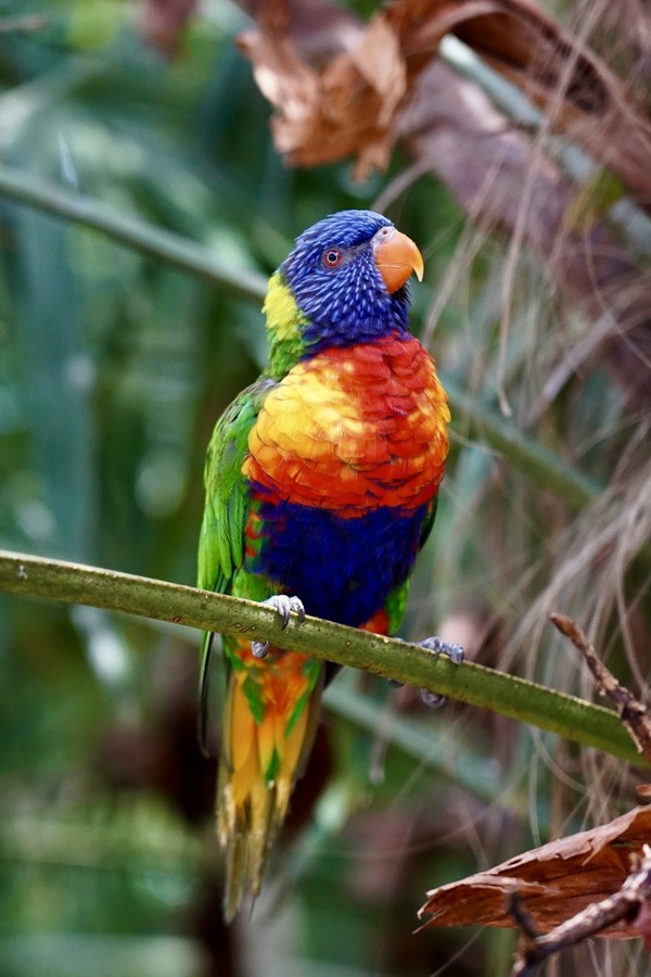 A colourful parrot on a branch