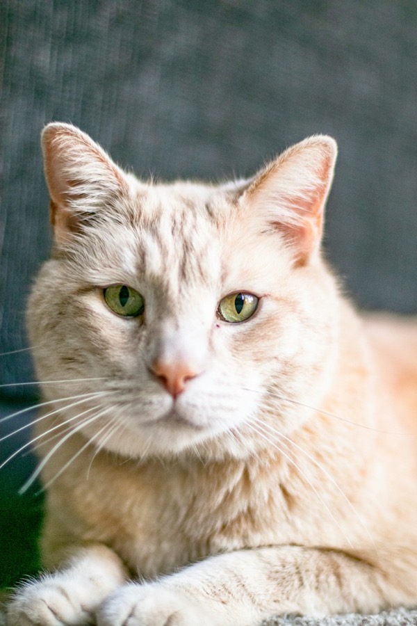 Close-up of a ginger and white cat