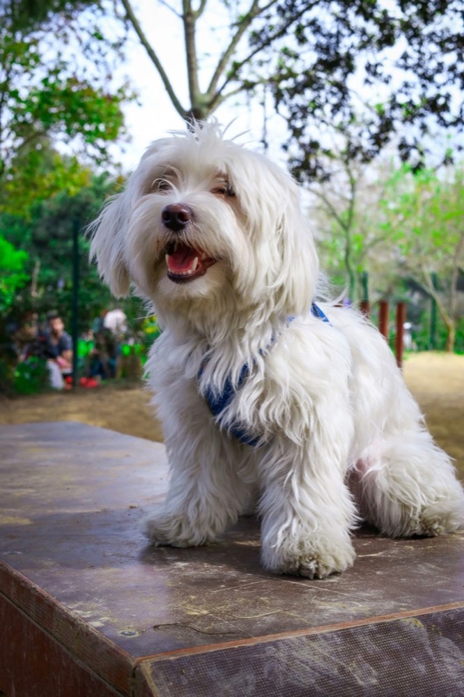 A happy white dog outdoors