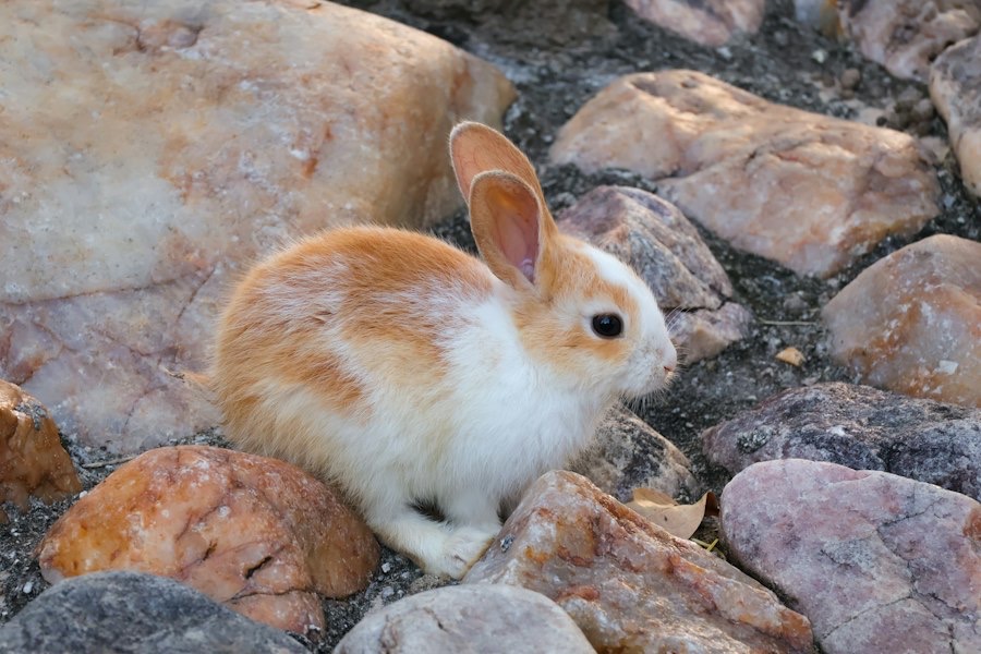 A rabbit sitting in the grass