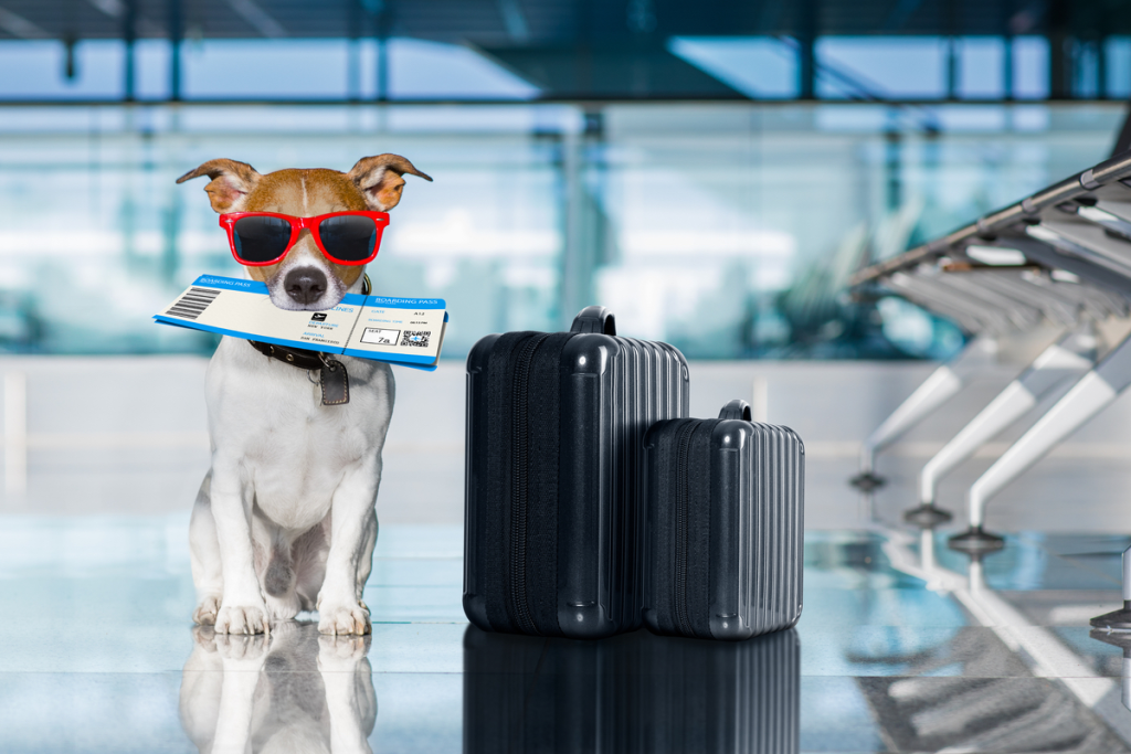 Pet relocation — IATA-compliant crate ready for travel